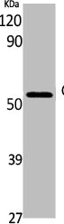 Western Blot analysis of K562 cells using GDI-1 Polyclonal Antibody
