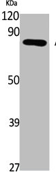 Western Blot analysis of K562 cells using ApoL6 Polyclonal Antibody