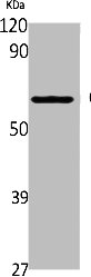 Western Blot analysis of Jurkat cells using CYP2A6/7/13 Polyclonal Antibody