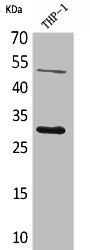 Western Blot analysis of THP-1 cells using FGF-23 Polyclonal Antibody Western Blot analysis of THP-1 cells using FGF-23 Polyclonal Antibody