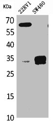 Western Blot analysis of K562 mouse lung cells using SP-A Polyclonal Antibody