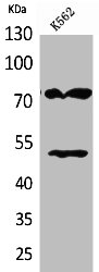 Western Blot analysis of K562 cells using HDC Polyclonal Antibody