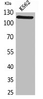 Western Blot analysis of K562 cells using Cryopyrin Polyclonal Antibody.
