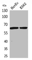 Western Blot analysis of HuvEc, K562 cells using OAT1 Polyclonal Antibody.