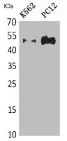 Western Blot analysis of K562, PC12 cells using Tubulin alpha Polyclonal Antibody.