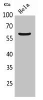 Western Blot analysis of HeLa cells using FMO3 Polyclonal Antibody.