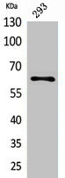 Western Blotting(WB) 1- IL18R1 Antibody
