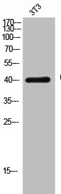 Western Blotting(WB) 1- CD33 Antibody
