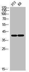 Western Blotting(WB) 2- CD33 Antibody