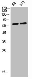 Western Blotting(WB) 2- IL9R Antibody