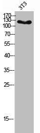 Western Blot analysis of 3T3 cells using Mucin 1 Polyclonal Antibody Western Blot analysis of 3T3 cells using Mucin 1 Polyclonal Antibody