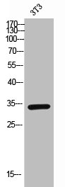 Western Blotting(WB) 1- TNFRSF13B Antibody
