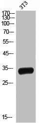 Western Blotting(WB) 2- TNFRSF13B Antibody