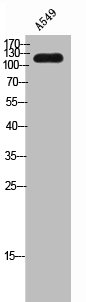 Western Blot analysis of A549 cells using SFRS14 Polyclonal Antibody