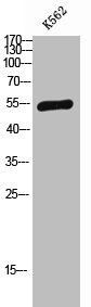 Western Blot analysis of K562 cells using SAP 49 Polyclonal Antibody Western Blot analysis of K562 cells using SAP 49 Polyclonal Antibody