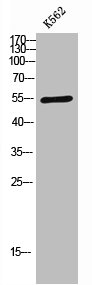 Western Blot analysis of K562 cells using SAP 49 Polyclonal Antibody
