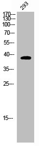Western Blotting(WB) 1- CD226 Antibody