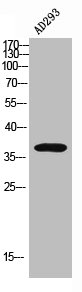 Western Blotting(WB) 3- CD226 Antibody