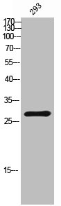 Western Blot analysis of 293 cells using Grap Polyclonal Antibody