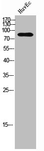 Western Blot analysis of HUVEC cells using FRS2 Polyclonal Antibody