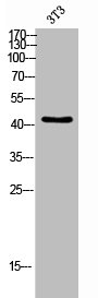 Western Blot analysis of 3T3 cells using Phospho-Cdc37 (S13) Polyclonal Antibody