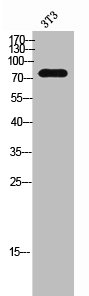Western Blot analysis of 3T3 cells using MAN1B1 Polyclonal Antibody Western Blot analysis of 3T3 cells using MAN1B1 Polyclonal Antibody