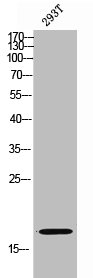 Western Blot analysis of 293T cells using TUSC2 Polyclonal Antibody