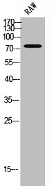 Western Blot analysis of RAW cells using GBP4 Polyclonal Antibody