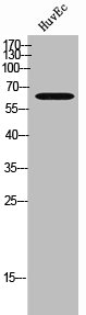 Western Blot analysis of HuvEc cells using MIA2 Polyclonal Antibody