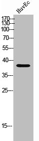 Western Blot analysis of HUVEC cells using Olfactory receptor 5P2 Polyclonal Antibody