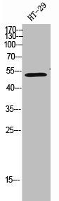 Western Blot analysis of HT-29 cells using CYP2R1 Polyclonal Antibody