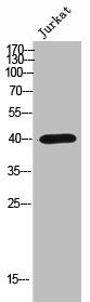 Western Blot analysis of Jurkat cells using Olfactory receptor 2AP1 Polyclonal Antibody