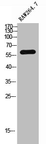 Western Blot analysis of RAW264.7 cells using NCKX4 Polyclonal Antibody