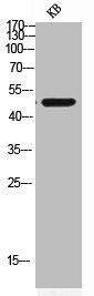 Western blot analysis of KB lysis using COX10 antibody.