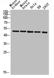 Western blot analysis of mouse-kidney mouse-brain Hela KB 293T lysis using COX10 antibody.