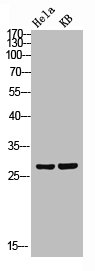 Western blot analysis of Hela KB lysis using Claudin-3 antibody.