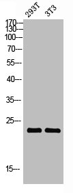 Western blot analysis of 293T 3T3 lysis using Claudin-3 antibody.