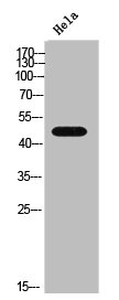 Western Blot analysis of HeLa cells using CtBP2 Polyclonal Antibody
