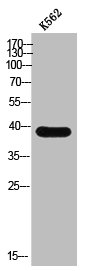 Western Blot analysis of K562 cells using PDIK1L Polyclonal Antibody
