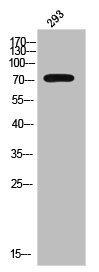 Western Blot analysis of 293 cells using Phospho-Catenin-beta (Y654) Polyclonal Antibody