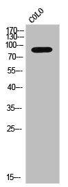 Western Blot analysis of COLO cells using SIK1 Polyclonal Antibody