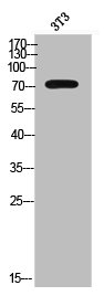 Western Blot analysis of 3T3 cells using ALS2CR11 Polyclonal Antibody