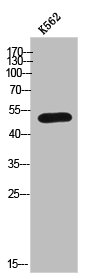 Western Blot analysis of K562 cells using PP4R2 Polyclonal Antibody
