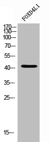 Western Blot analysis of HuvEc cells using FoxD4L1 Polyclonal Antibody