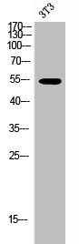 Western Blot analysis of 3T3 cells using Akt1/3 Polyclonal Antibody