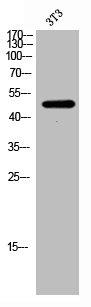 Western Blot analysis of 3T3 cells using FoxD4 Polyclonal Antibody