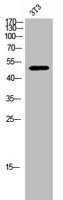 Western Blot analysis of 3T3 cells using RBM34 Polyclonal Antibody