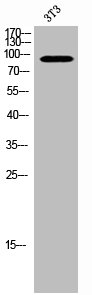 Western Blot analysis of 3T3 cells using Phospho-FoxO1/3 (S322/S325) Polyclonal Antibody Western Blot analysis of 3T3 cells using Phospho-FoxO1/3 (S322/S325) Polyclonal Antibody