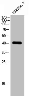 Western Blotting(WB) 1- GPS2 Antibody