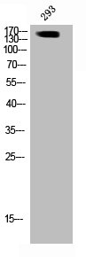 Western Blotting(WB) 1- Phospho-ARHGAP35 (Y1105) Antibody